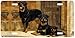 The Young Pretender - Rottweiler - Wildlife Decor Art Print - License Plate Tag By Ro...