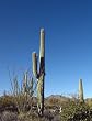 Crisp, Clear Day in the Southern Arizona Desert - Fine-Art Gicl??e Photographic Print by Carol M. Highsmith