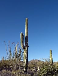 Crisp, Clear Day in the Southern Arizona Desert - Fine-Art Gicl??e Photographic Print by Carol M. Highsmith