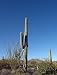 Crisp, Clear Day in the Southern Arizona Desert - Fine-Art Gicl??e Photographic Print by Carol M. Highsmith