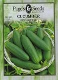 Cucumber Poinsett 76 (Slicer)