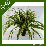 Giant Codiaeum Goldstar Plant in Pot ~ Office Plant ~ Home & Conservatory Decoration