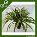 Giant Codiaeum Goldstar Plant in Pot ~ Office Plant ~ Home & Conservatory Decoration