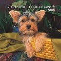 Yorkshire Terrier Puppies 2008 Mini Wall Calendar (German, French, Spanish and English Edition)