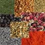 Herbal Sampler: Healing Herbs