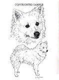 American Eskimo - Double Image by Cindy Farmer