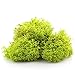 NW Wholesaler Preserved Reindeer Moss for Terrariums, Fairy Gardens, Arts & Crafts - 9 Colors to Choose from (Chartreuse)