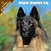 2008 Belgian Shepherd Dog 2008 16 Month Wall Calendar **IN STOCK NOW**