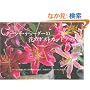 �^�[�V���E�e���[�_�[�̉Ԃ̃|�X�g�J�[�h�u�b�N(�ʐ^��)