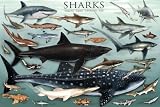 Sharks Underwater Educational Chart Poster - 24x36 custom fit with RichAndFramous Black 24 inch Poster Hangers