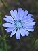 Chicory Seeds - Cichorium intybus - 1,000 Seeds + *FREE SEEDS*
