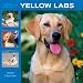   - 365 Days of Yellow Labrador Retrievers 2009 Wall Calendar