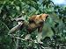 A Male Proboscis Monkey Verbally Threatens a Potential Rival Photographic Poster Prin...