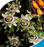 Blue Passion Flower 35 Seeds -Passiflora caerulea