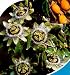 Blue Passion Flower 35 Seeds -Passiflora caerulea