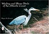 Wading and Shore Bird Postcards