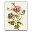 Pink Mums - Gift Enclosure Cards (set of 12)