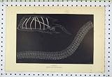 Review Old-print  / ASCIDIANS SOLITARY SALPA CHAIN c1850 STEEL ENGRAVING