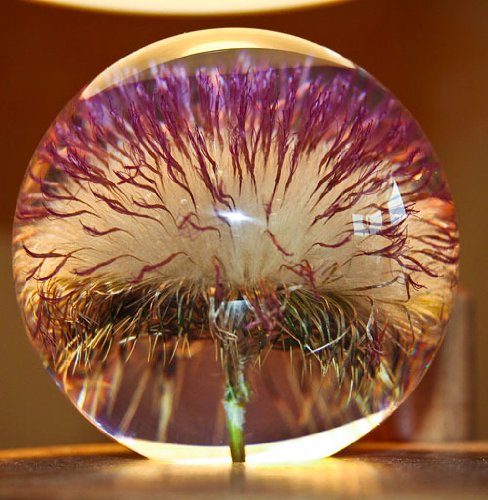 Briefbeschwerer offene Distel