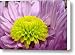 Green With Envy Canvas Print / Canvas Art - Artist Kathy Bucari