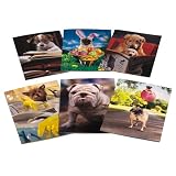 Avanti Spring Greeting Card Assortment, Puppy Dog Tails, 6 Count