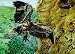 3D Lenticular Picture / Poster 10.5" X 13.5" - HAWK IN FLIGHT