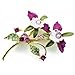 Fantasyard Pearl Multicolor Orchid Swarovski Crystal Flower Pin Brooch