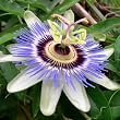 20 Seeds, Passion Flower "Royal Blue" (Passiflora Caerulea) Seeds by Seed Needs
