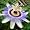 image 20 Seeds, Passion Flower "Royal Blue" (Passiflora Caerulea) Seeds by Seed Needs