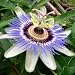 20 Seeds, Passion Flower