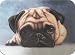Pug-a-licious Pug Dog Cutting Board