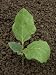 Egg-plant Seedling - 18