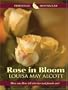 Rose In Bloom