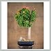 Bougainvillea Bonsai Tree VII