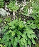 Blue Hosta Ventricosa 10 Seeds - Shade Perennial