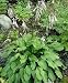 Blue Hosta Ventricosa 10 Seeds - Shade Perennial Blue Hosta Ventricosa 10 Seeds - Shade Perennial