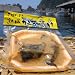 【福井名産】手作り越前さばへしこ粕漬け（２切れ）福井に伝わる伝統料理・健康食