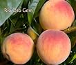 Rio Oso Gem Peach Tree, Five Gallon Container