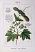 Acer Campestre Pseudoplatanus Flowers Sturms 1902