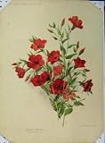 1898 HARDY ANNUAL LINUM RED FLOWER GREEN LEAVES PRINT