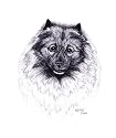 Original Keeshond hand drawing