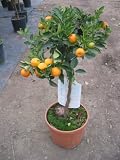 Review Funky Flora  / Calamondin Citrus tree