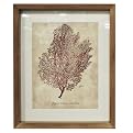 Framed Art - Seafan
