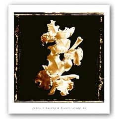 Flower Study II von James T. Murray Kunstdruck