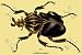 Art Poster, Beetle: African Goliathus Magnus #2 - 27.5 x 18.75