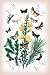 Art Poster, Moths: Dipthera Ludifica, Moma Orion, et al. - 18.75 x 27.5 Image