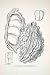 1906 Lithograph Liberia Africa Kola Nut Fruit Seed Matilda Smith Botanical Art - Original In-Text Li