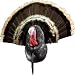 Hunting: Van Dyke's Lifelike Turkey Tail Kit