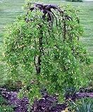 Siberian Pea Shrub 10 Seeds - Caragana arborescens