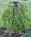 Siberian Pea Shrub 10 Seeds - Caragana arborescens